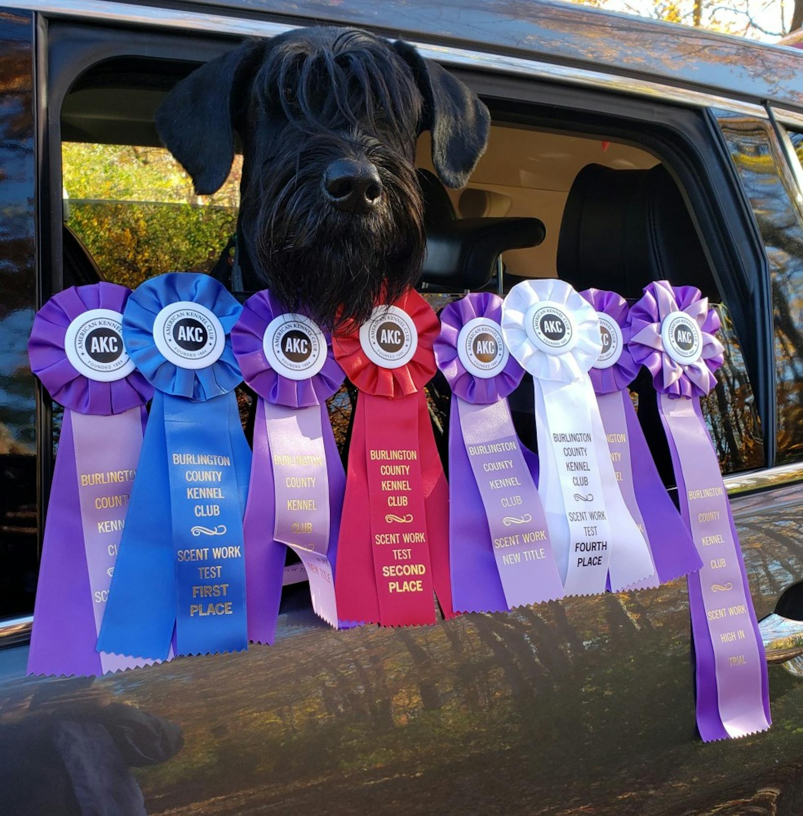 Penn Working Dog Center