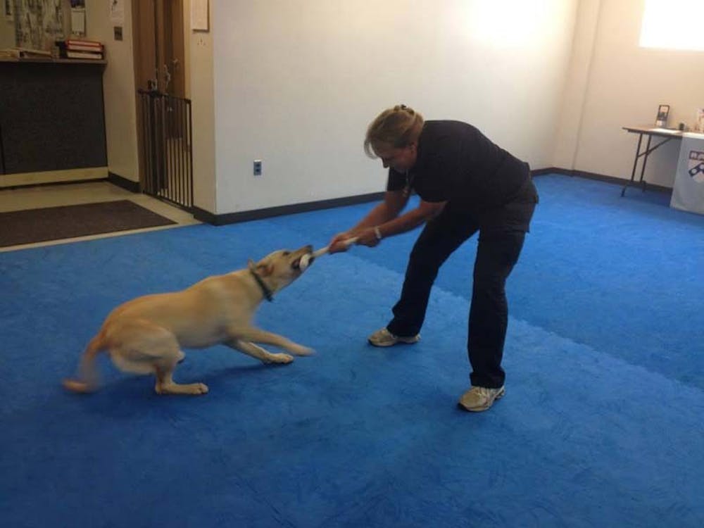 	Playing with a tug toy is one of the first exercises done by puppies.  Here Socks and Annemarie DeAngelo, Training Director of WDC, have a tug of war. 