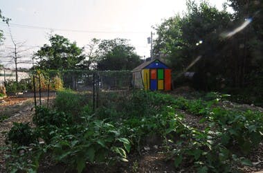 Locals grow on shared farm