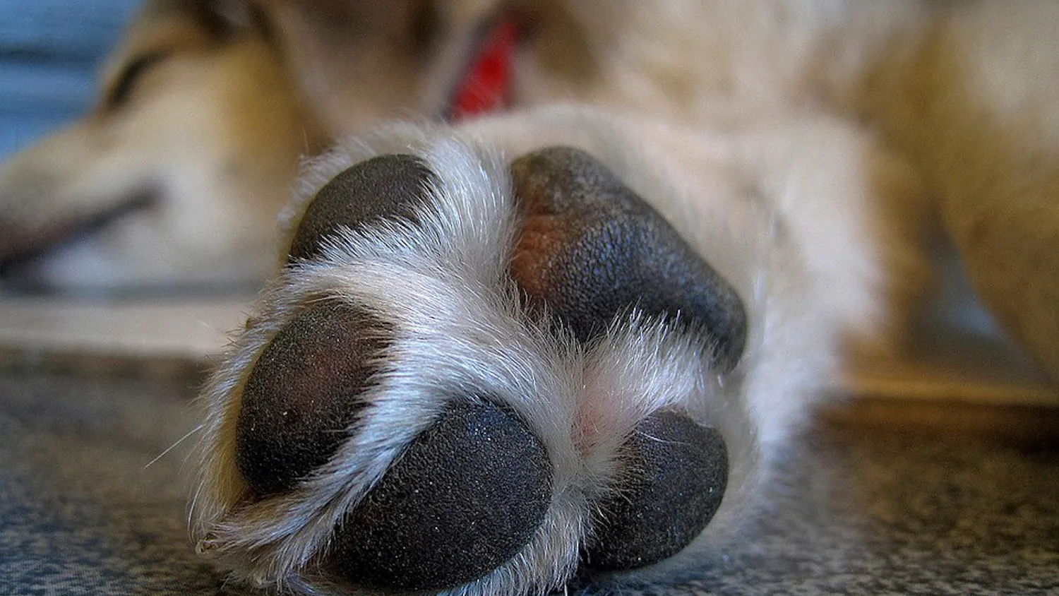 Penn Vets give pets with fractured limbs a chance to live. | Courtesy of pixabay user Tiinuska