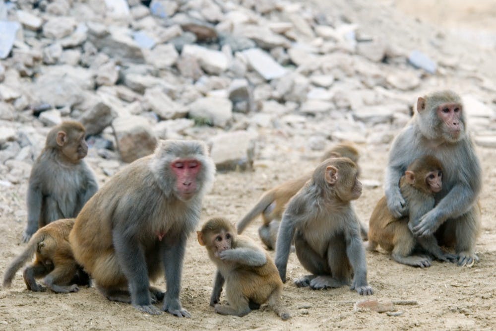 Professor Michael Platt kicks off annual Science Cafe lecture series with a talk about monkeys and friendship. | Courtesy of Amada44/Flickr