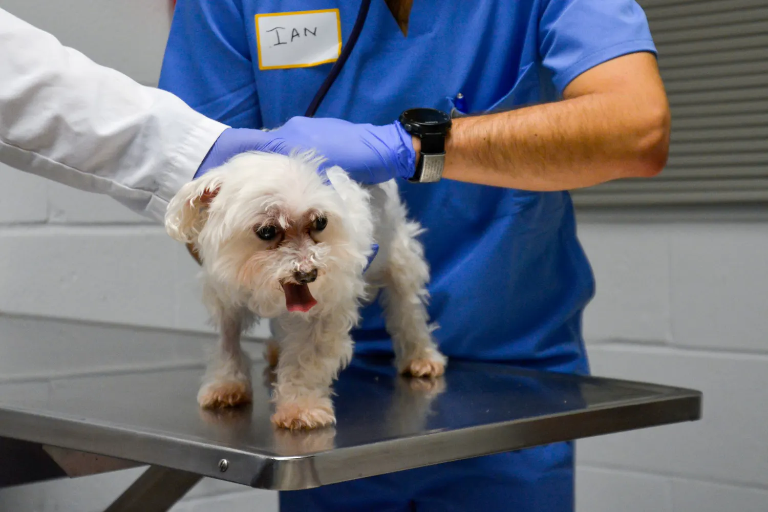 Penn Vet MLK Clinic Exam.jpg