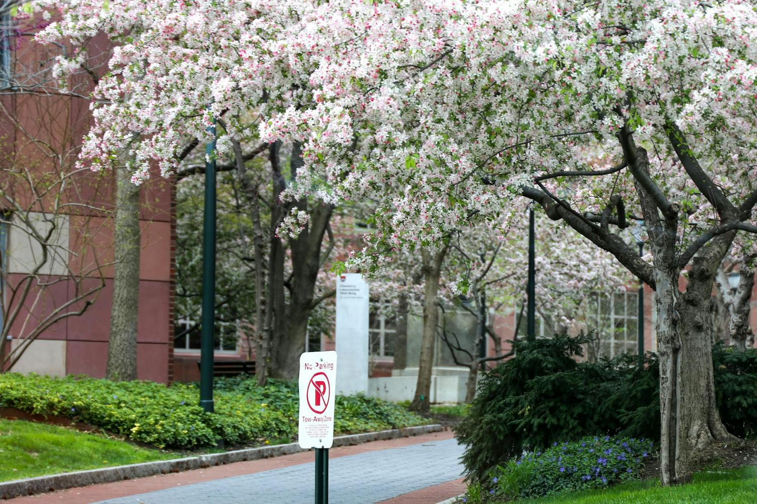 Cherry Blossoms Penn Campus Spring 2020 Coronavirus Philadelphia.jpg