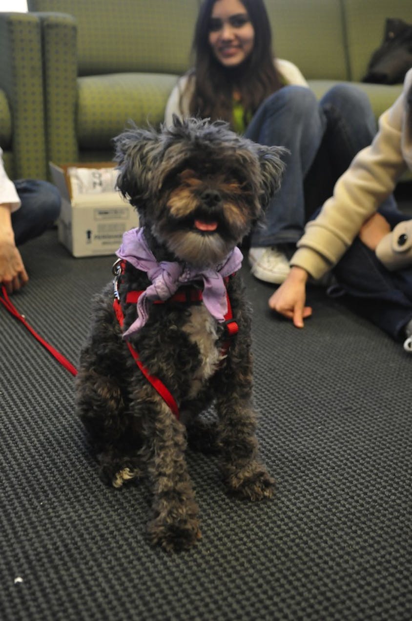 wellness big idea pitch puppy