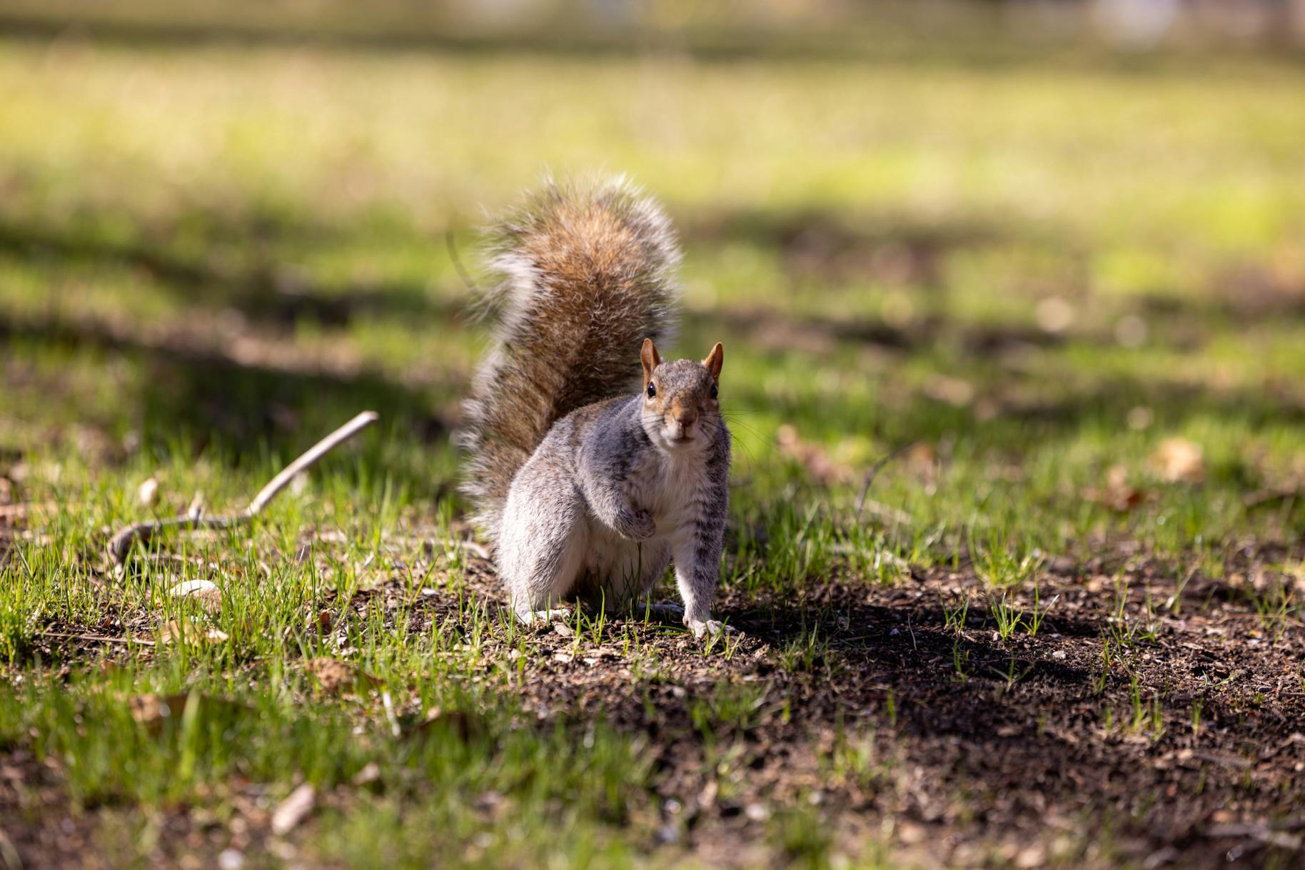 03-18-25 Grey Squirrel 2 (Jean Park)