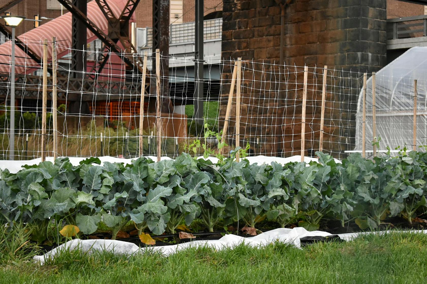 Penn Park Farm 3.JPG