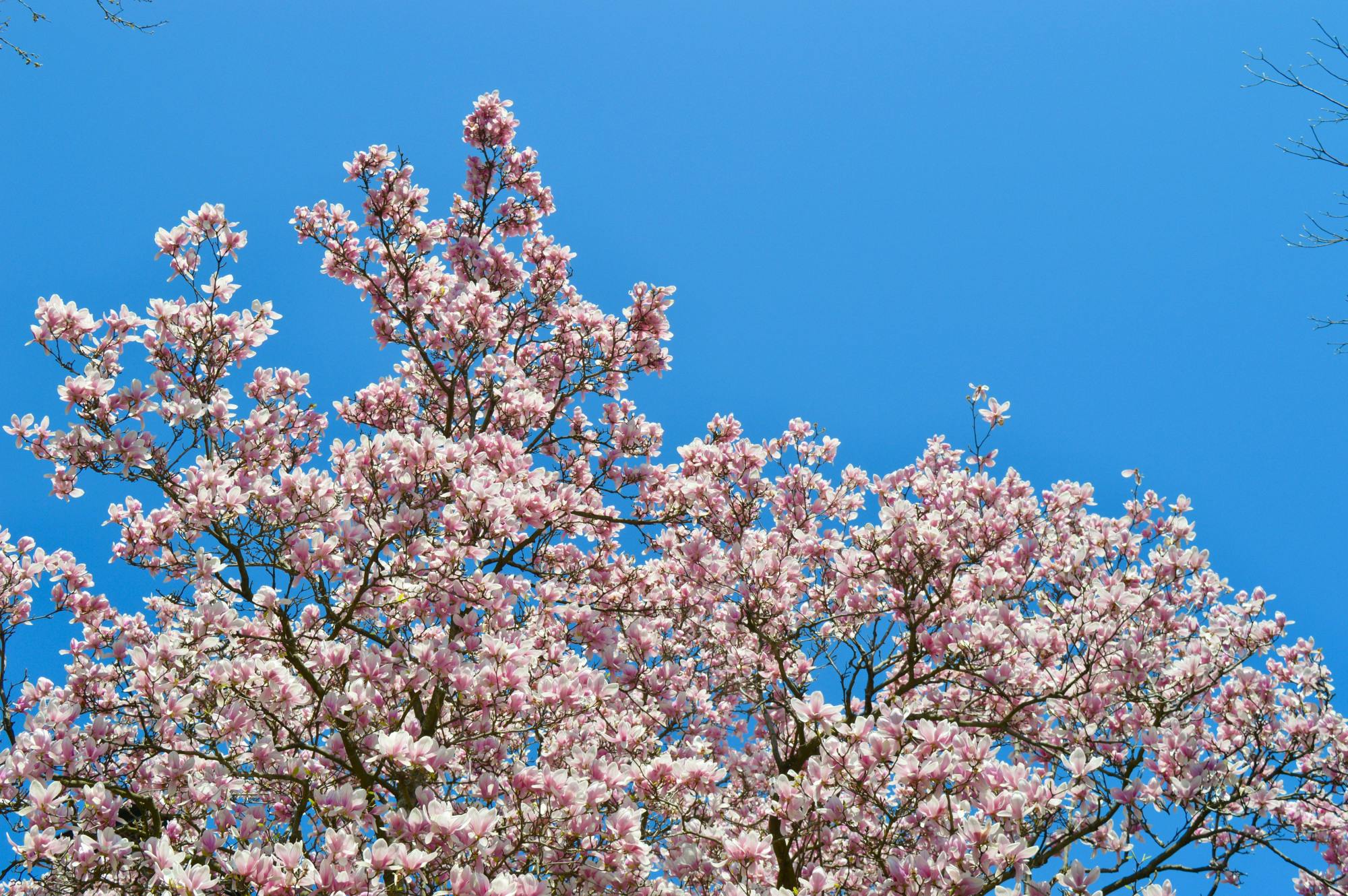 04-08-2021 Penn Sustainability (Maya Pratt)