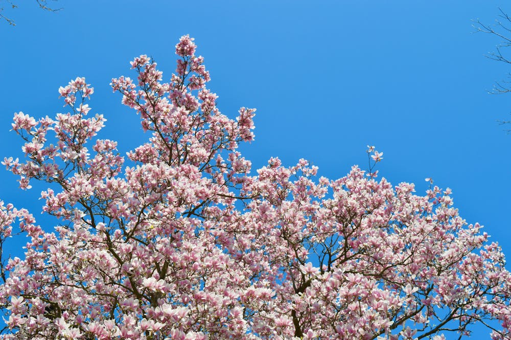 04-08-2021 Penn Sustainability (Maya Pratt)