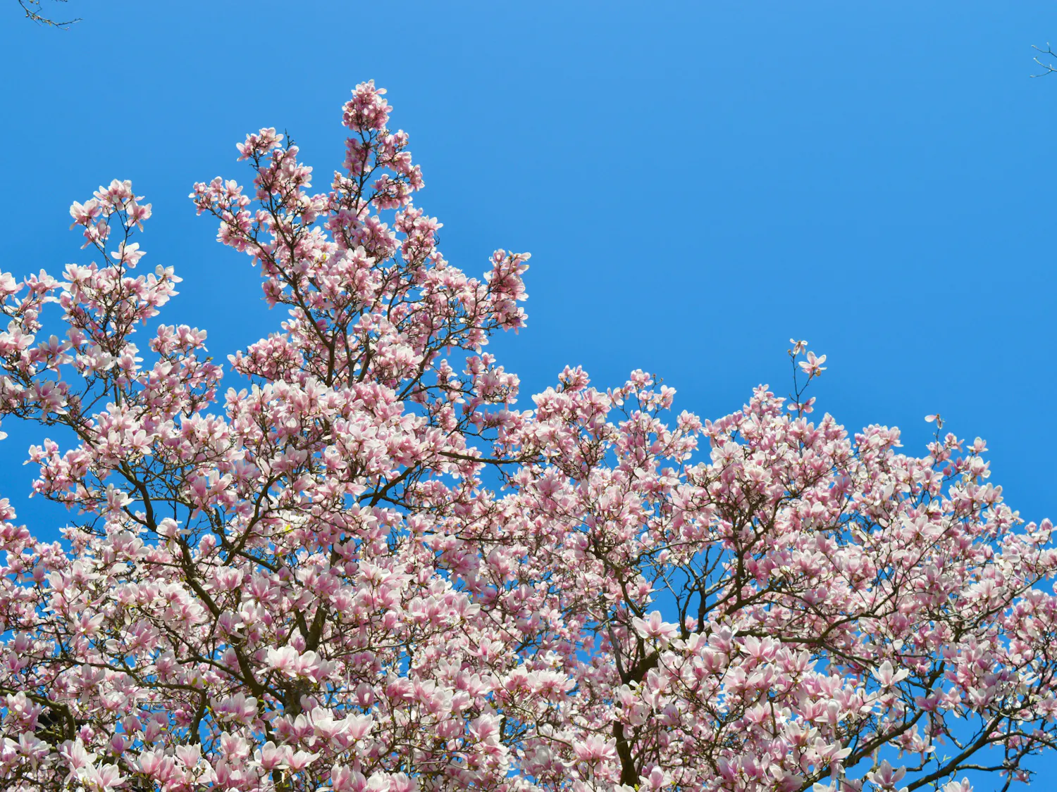 04-08-2021 Penn Sustainability (Maya Pratt)