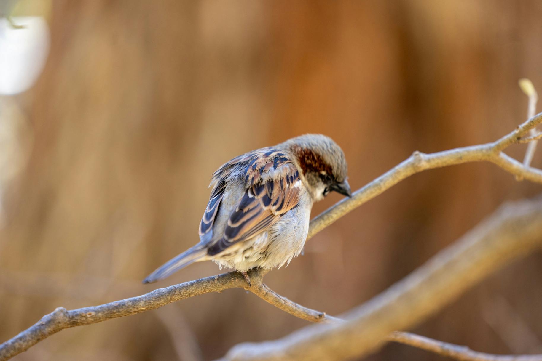 03-18-25 House Sparrow (Jean Park)