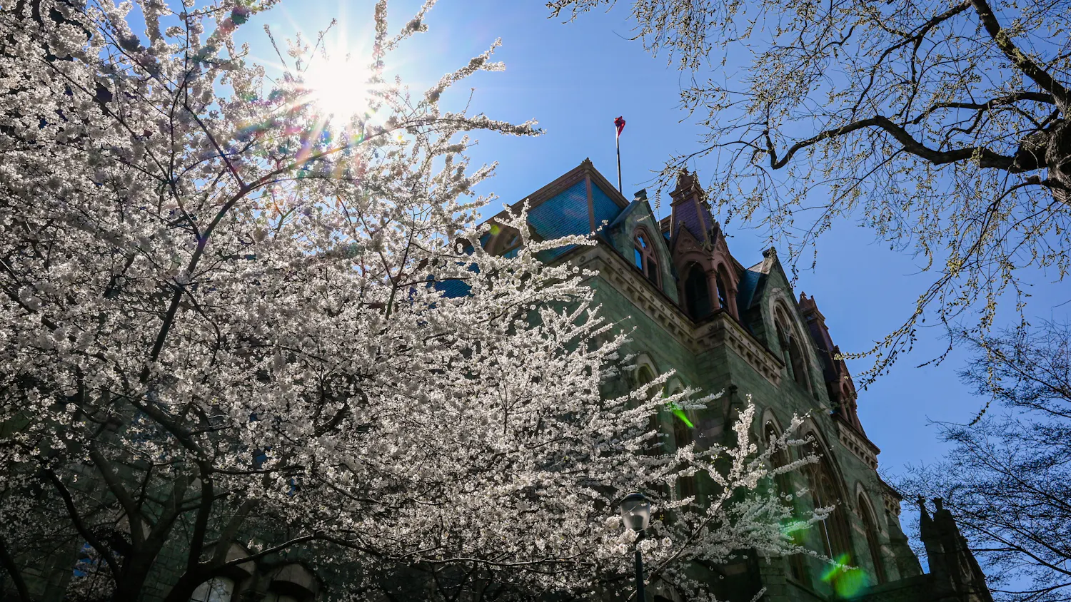 04-03-21 College Hall Spring Campus Cherry Blossoms Sun (Kylie Cooper)