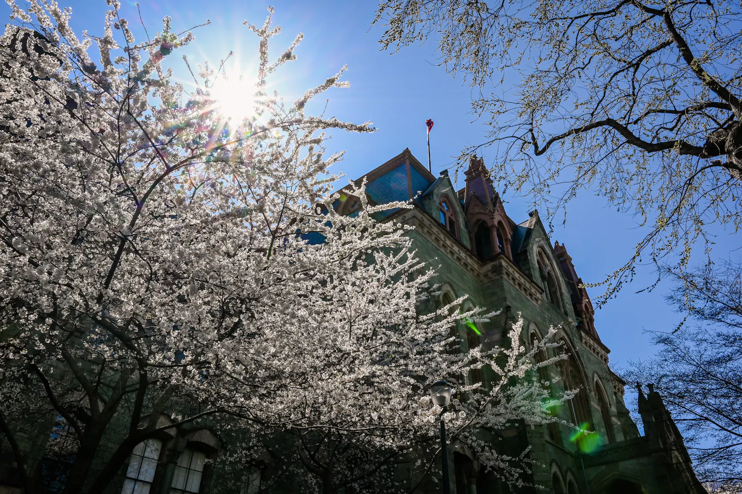 04-03-21 College Hall Spring Campus Cherry Blossoms Sun (Kylie Cooper)