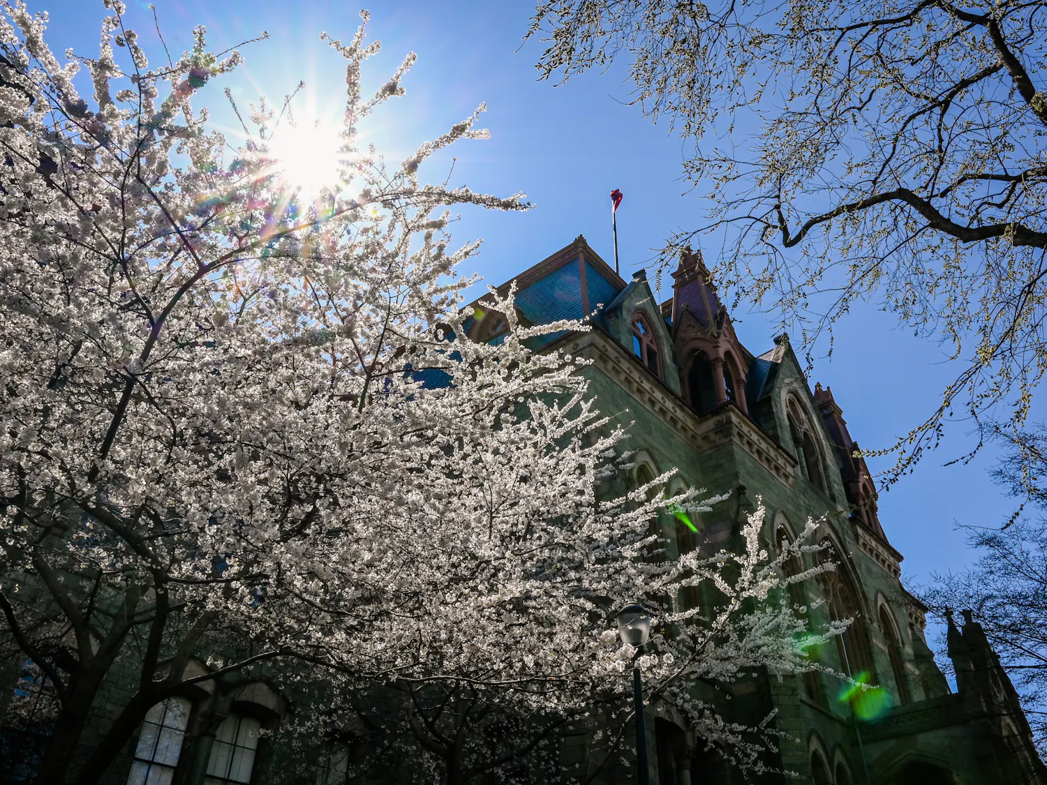 04-03-21 College Hall Spring Campus Cherry Blossoms Sun (Kylie Cooper)