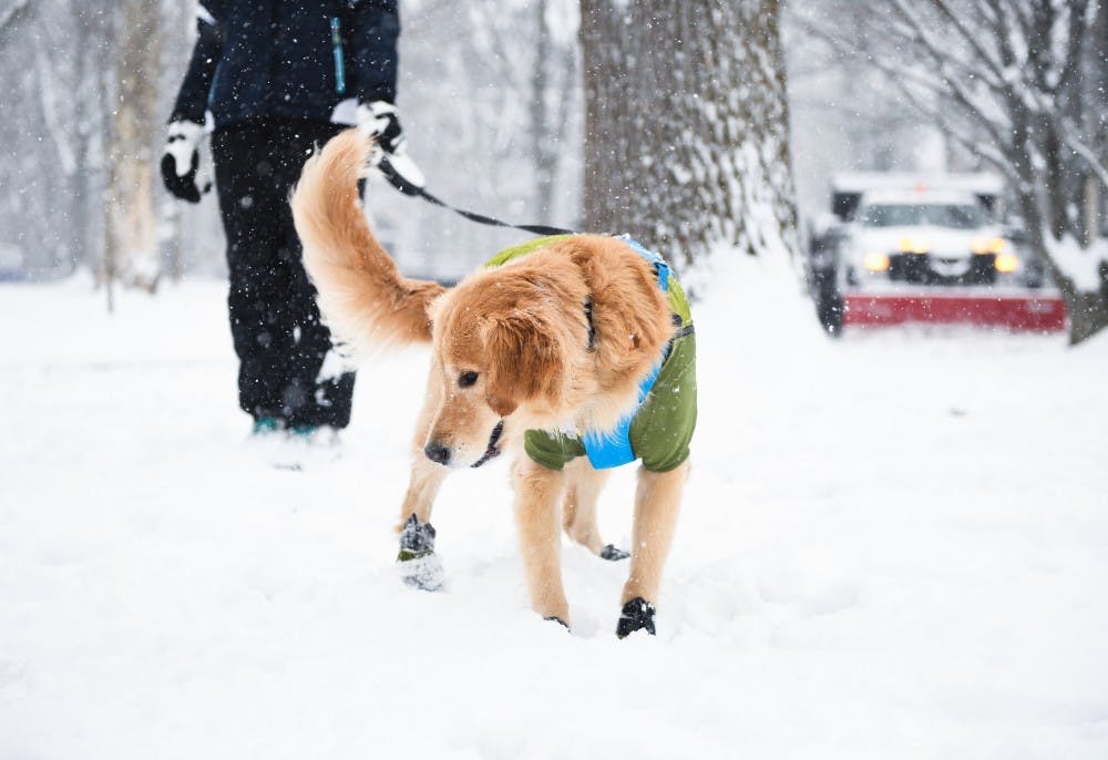 snow-day-dog-walking