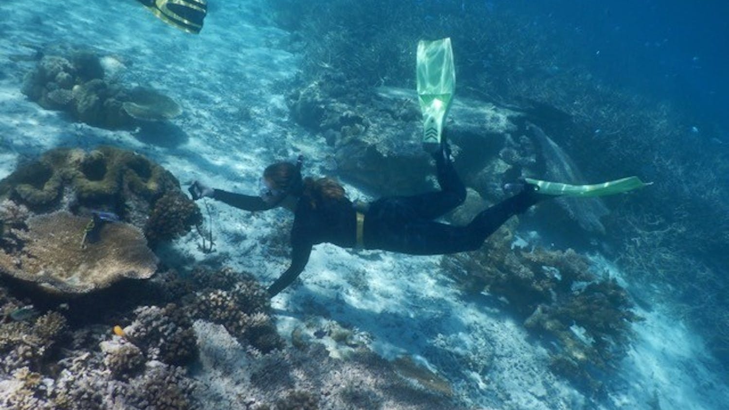 Courtesy of Allison Sweeney // Professor Allison Sweeney scuba dived in the island of Palau for her research on giant clams.