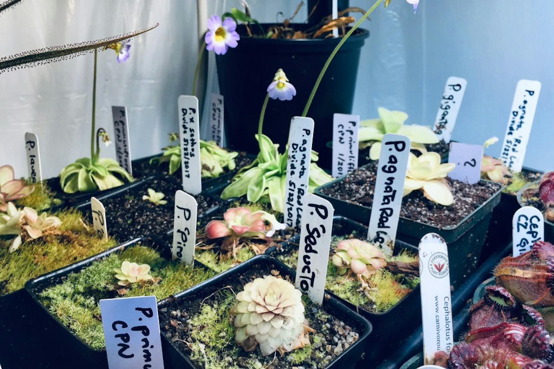 philadelphia flower show succulent plant