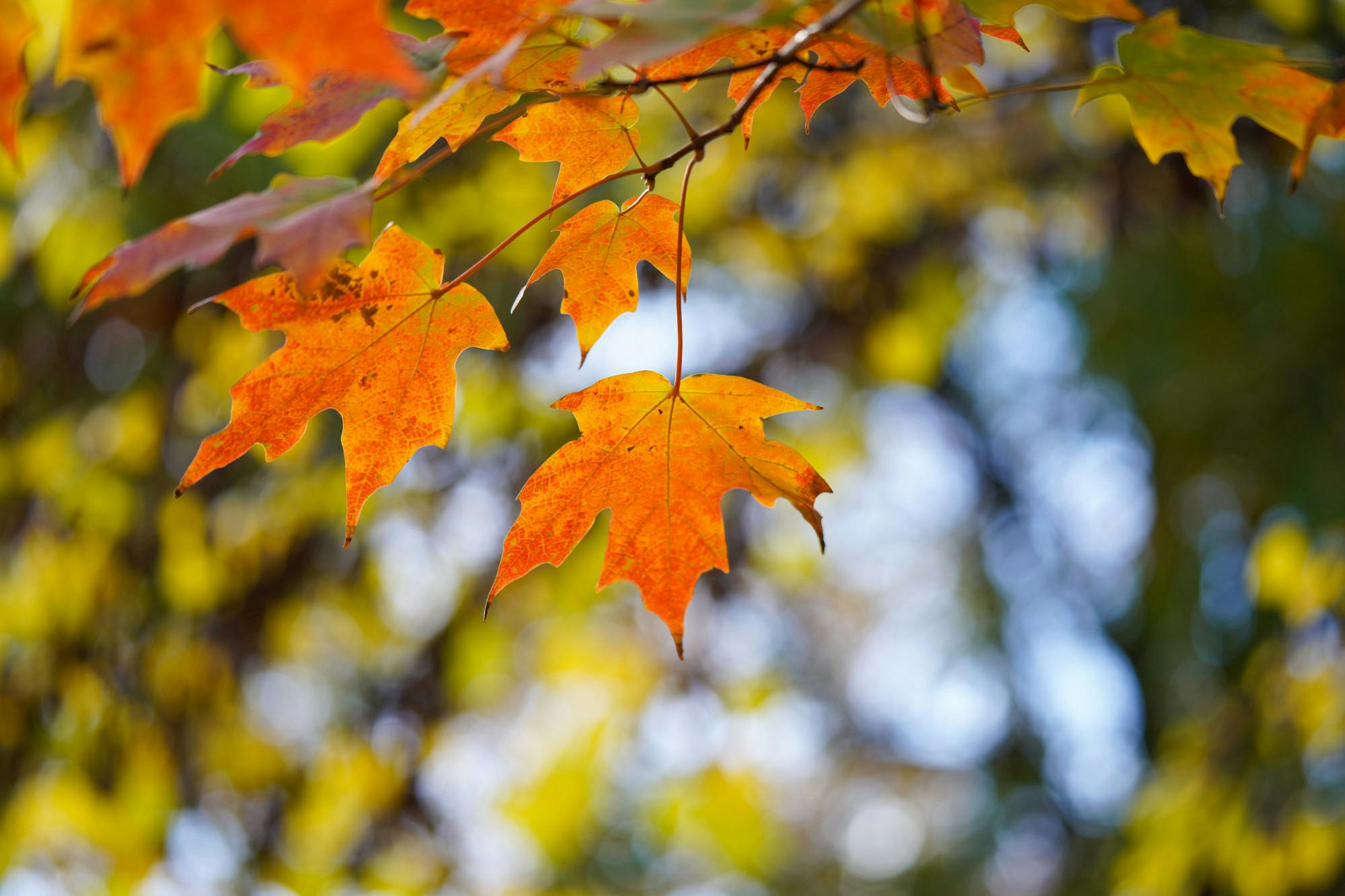 10-31-25 Fall Leaves (Kenny Chen).jpg