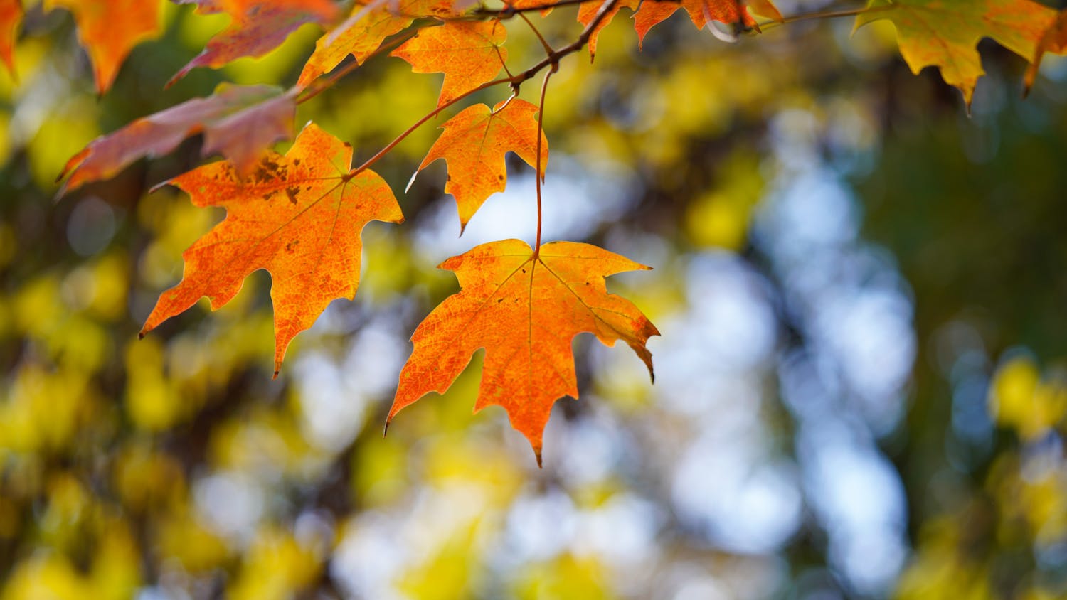 10-31-25 Fall Leaves (Kenny Chen).jpg