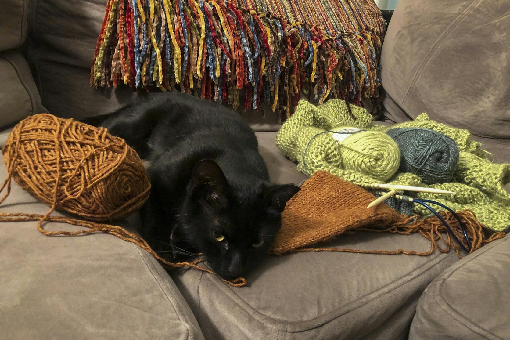 Coping with COVID Cat Knitting Alexa Cotler 006.jpg