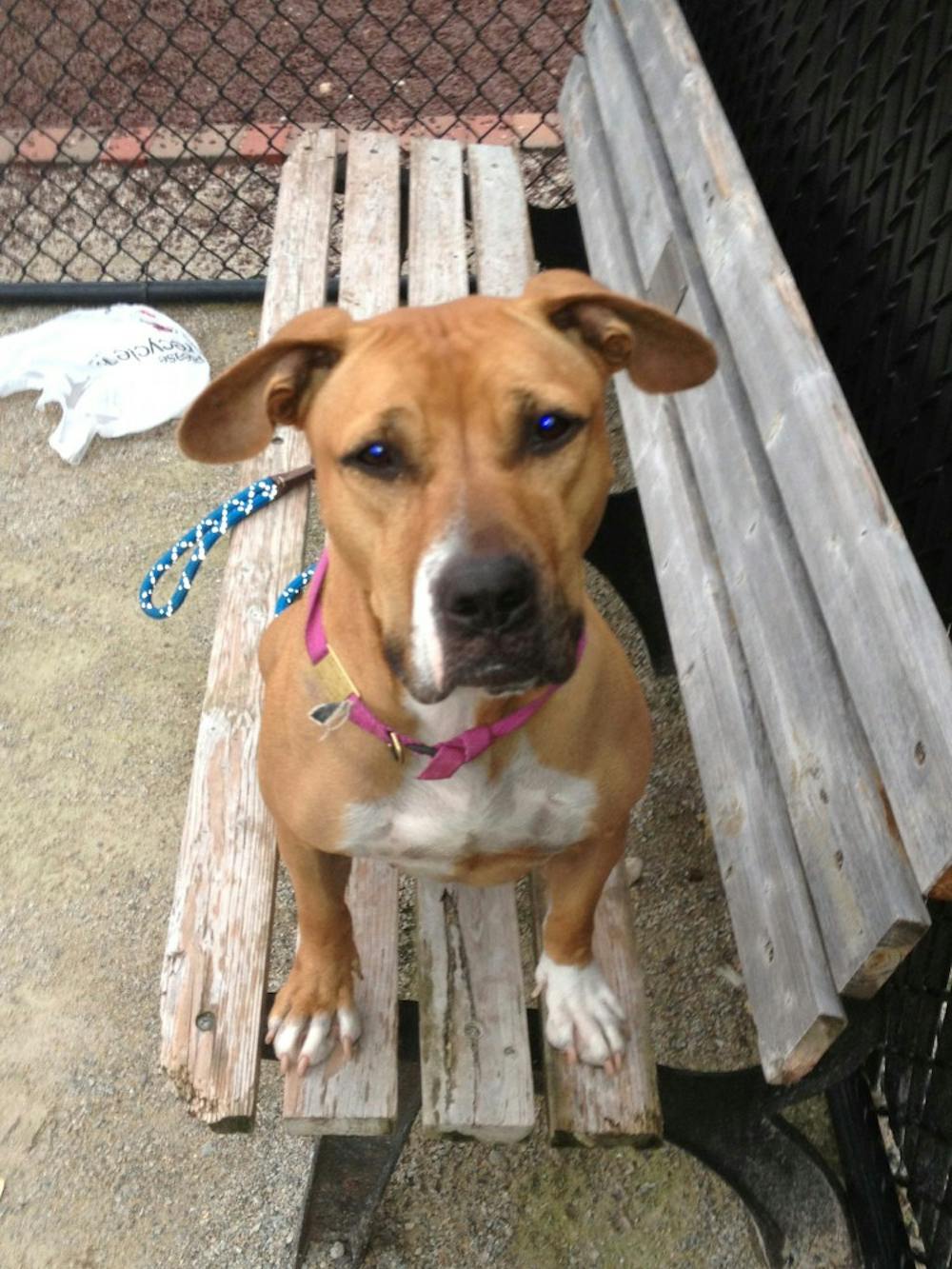 	Lissy, a dog currently being kept at the Pennsylvania SPCA, is one of many dogs that students in the Animal Law Project have found themselves working with.