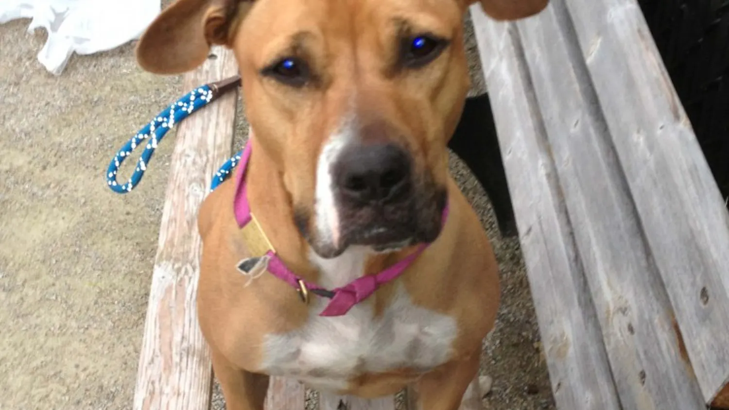 Lissy, a dog currently being kept at the Pennsylvania SPCA, is one of many dogs that students in the Animal Law Project have found themselves working with.