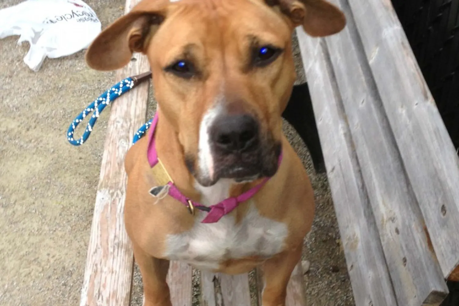 Lissy, a dog currently being kept at the Pennsylvania SPCA, is one of many dogs that students in the Animal Law Project have found themselves working with.
