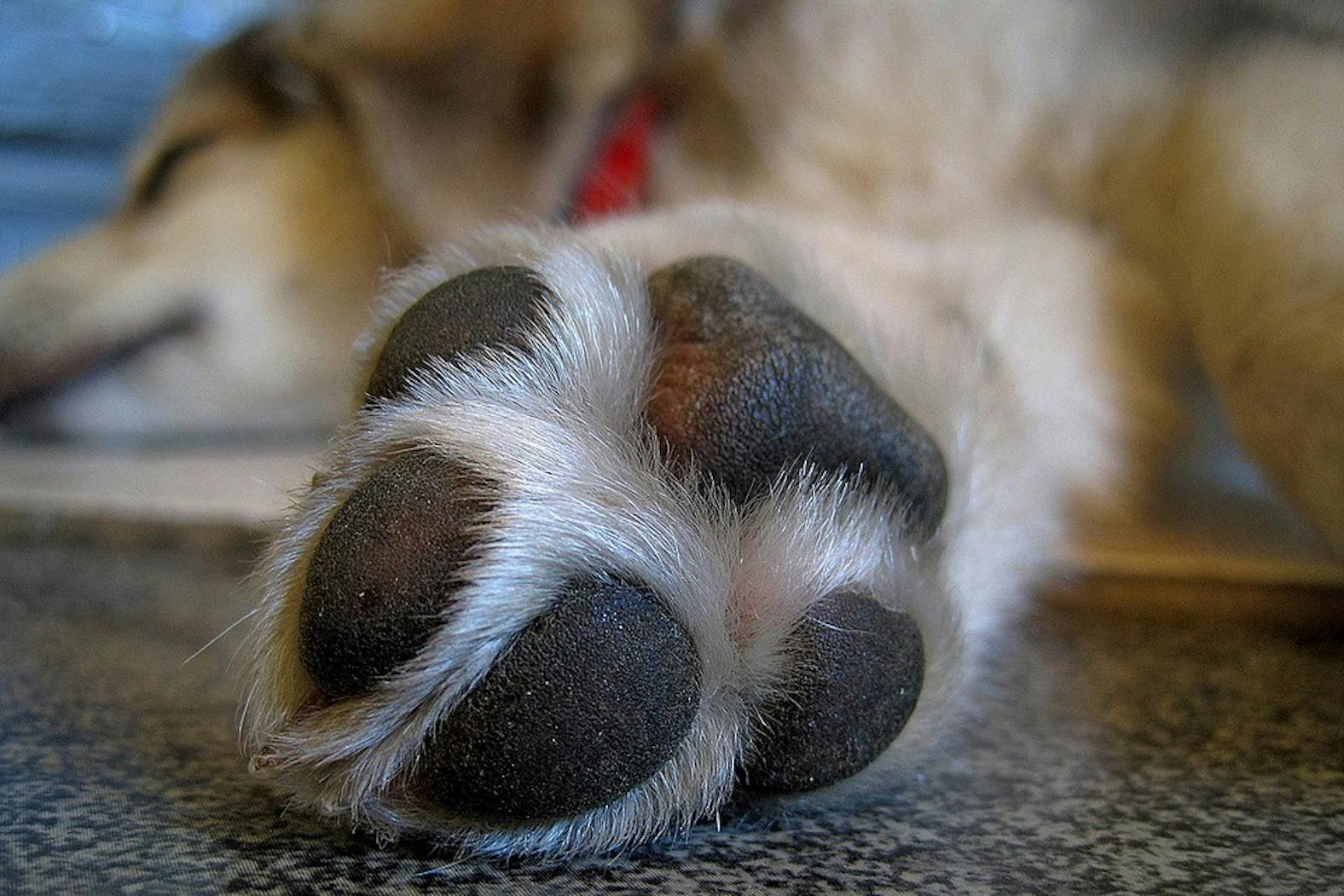 penn vet dog opioid crisis