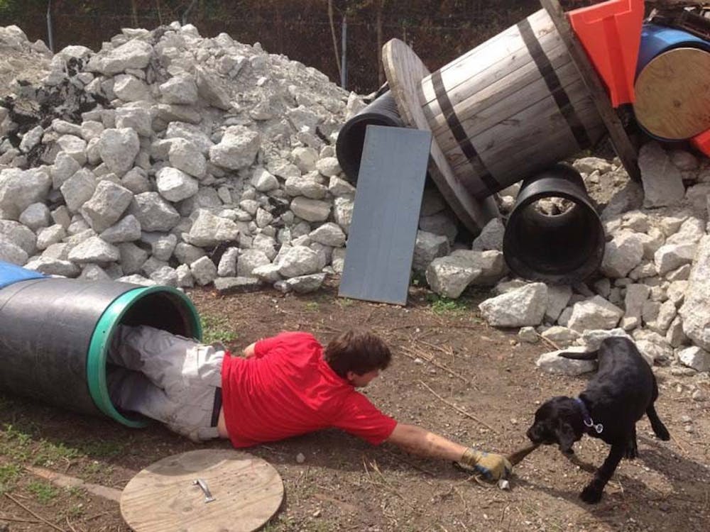 	Jesse P, a six-month-old black lab, searches for her trainer.
