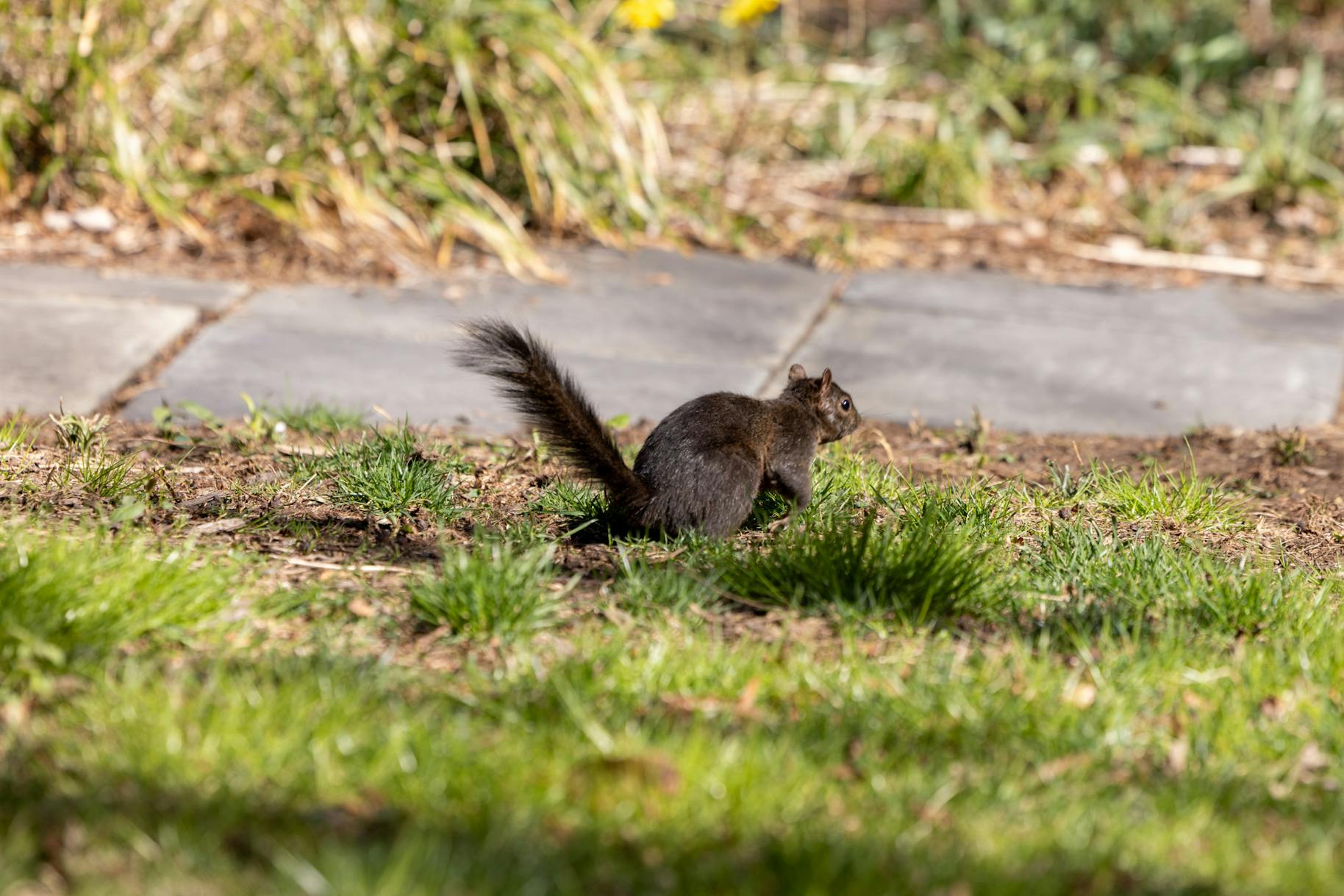 03-18-25 Black Squirrel (Jean Park)