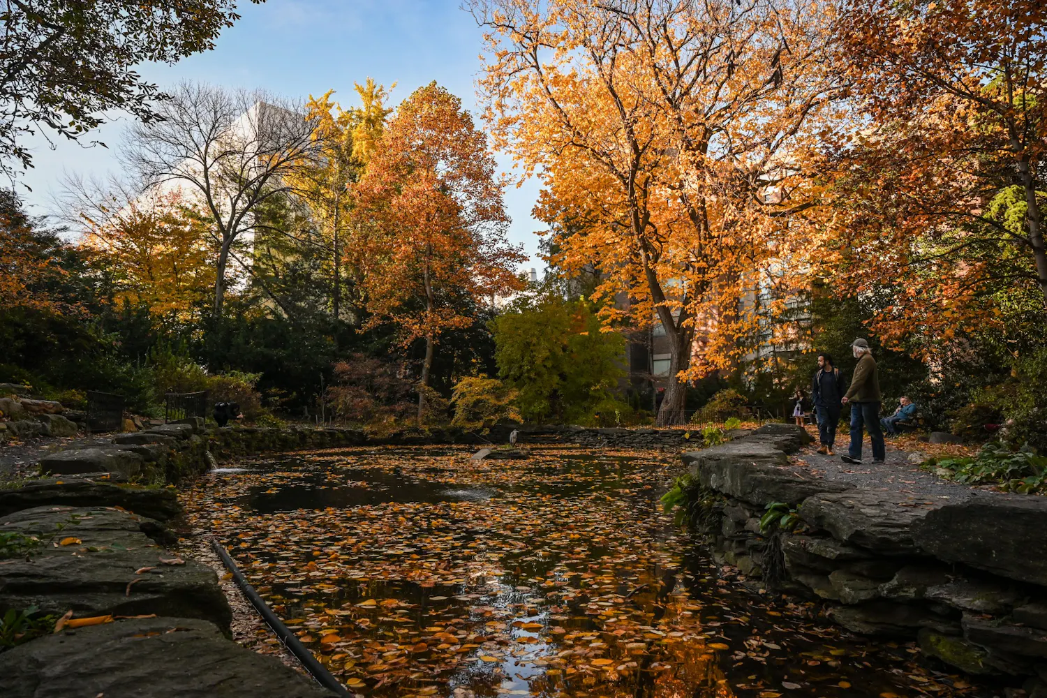 11-18-21 BioPond Fall Campus Nature (Kylie Cooper).jpg