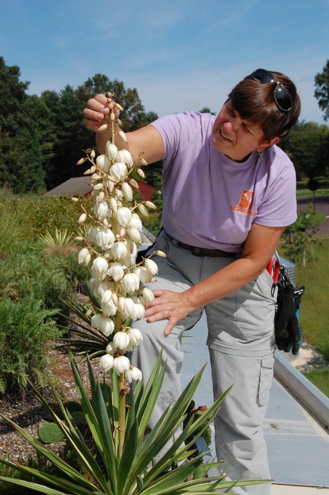 Lou & Yucca gloriosa variegata 9/19/11
