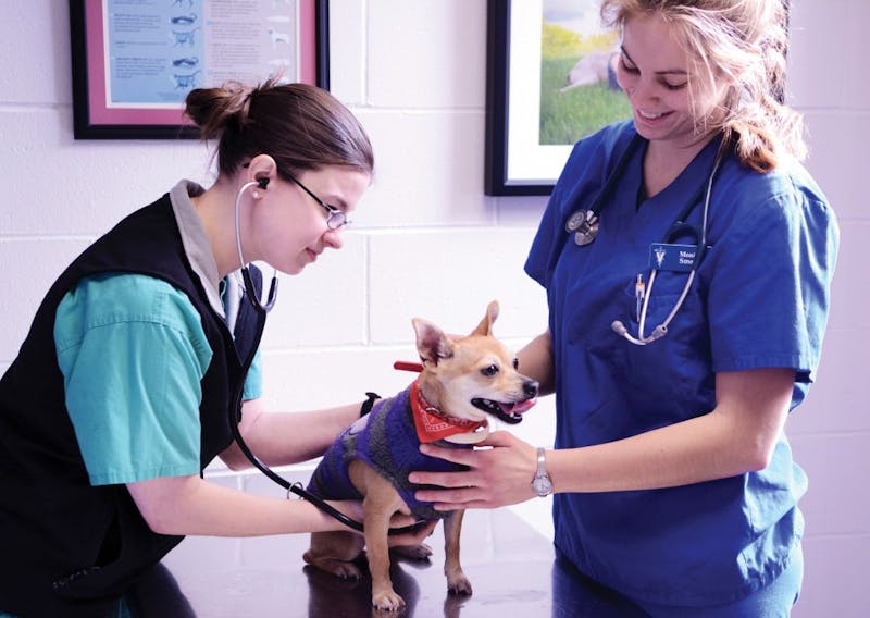 Penn Vet study finds genetic mutation implicated in canine night ...