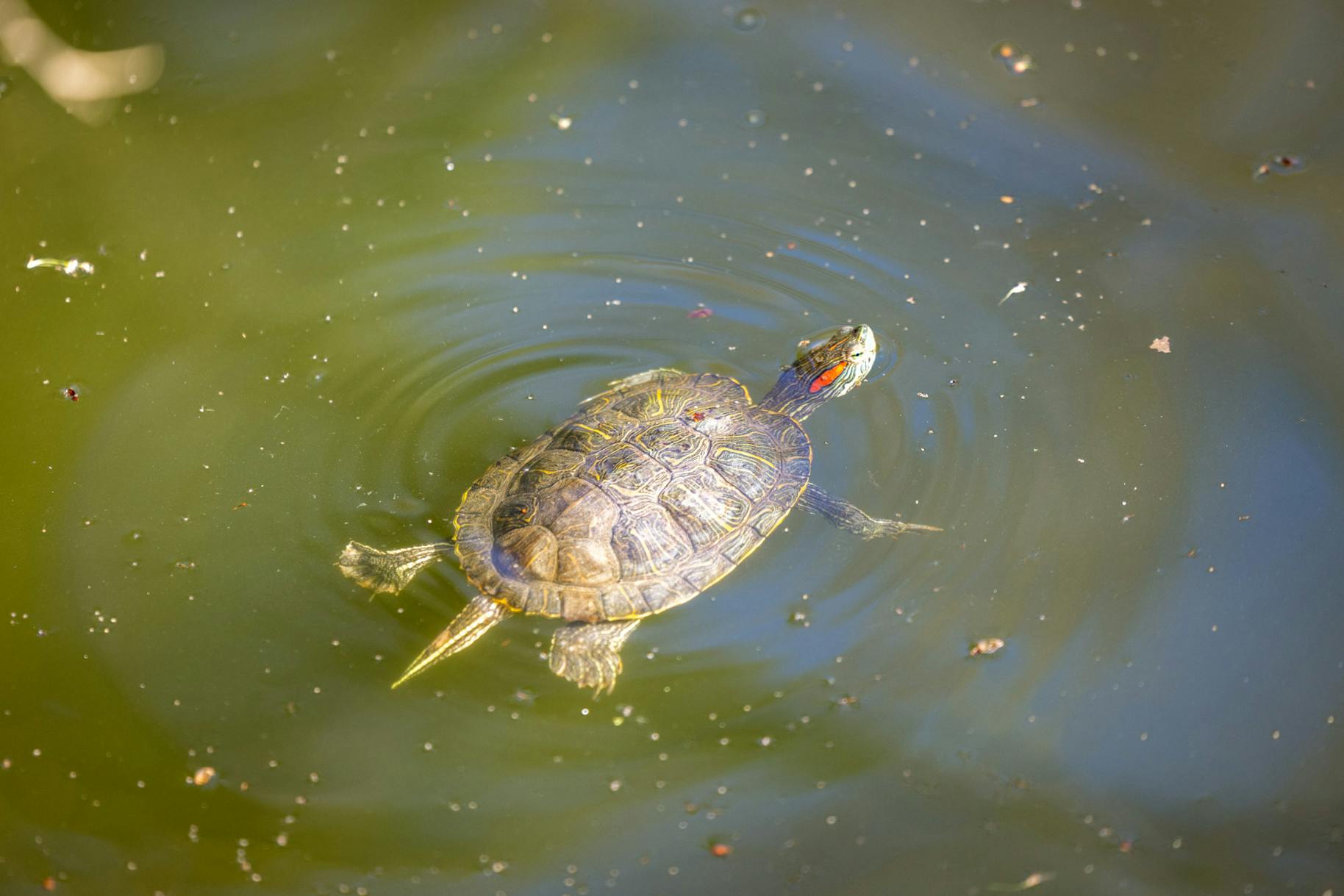 03-18-25 Red-Eared Slider 1 (Jean Park)
