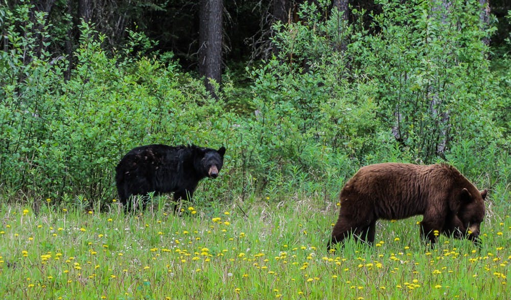 Ricki the bear was moved to a sanctuary in Colorado where she enjoys a much more natural environment, and where she can forage and roam freely.