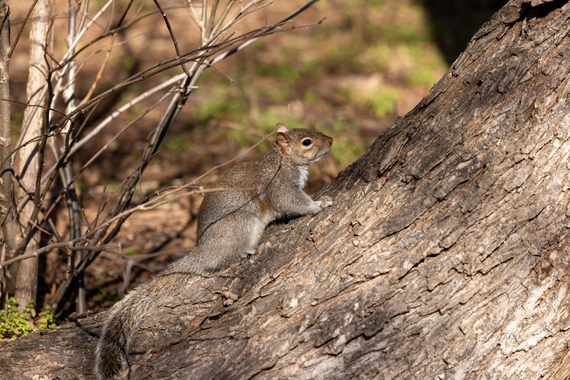 03-18-25 Grey Squirrel (Jean Park)