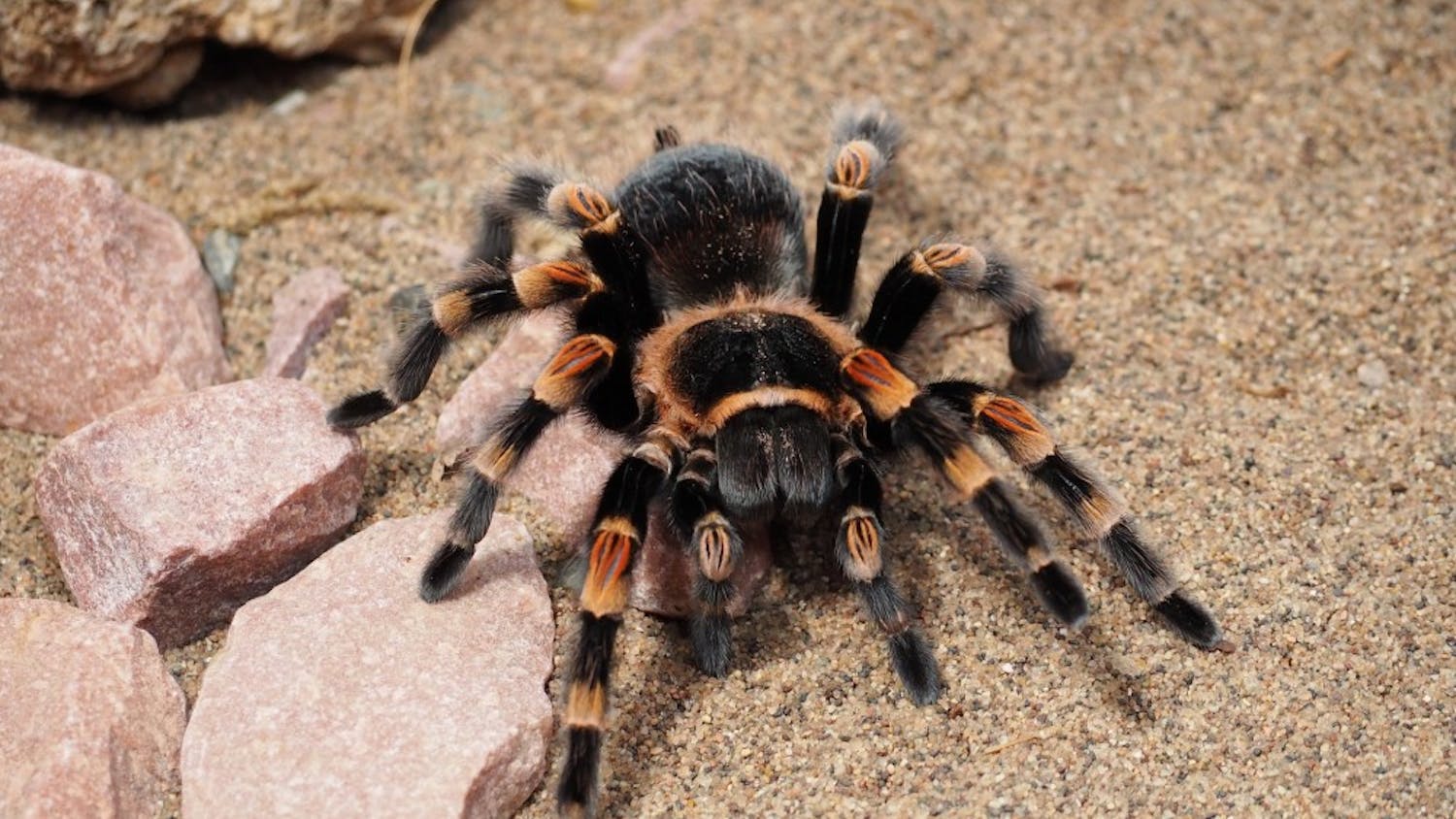 tarantula-1416353_1920.jpg