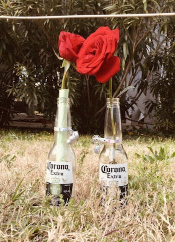 Venoid High Tide diplomas.jpg