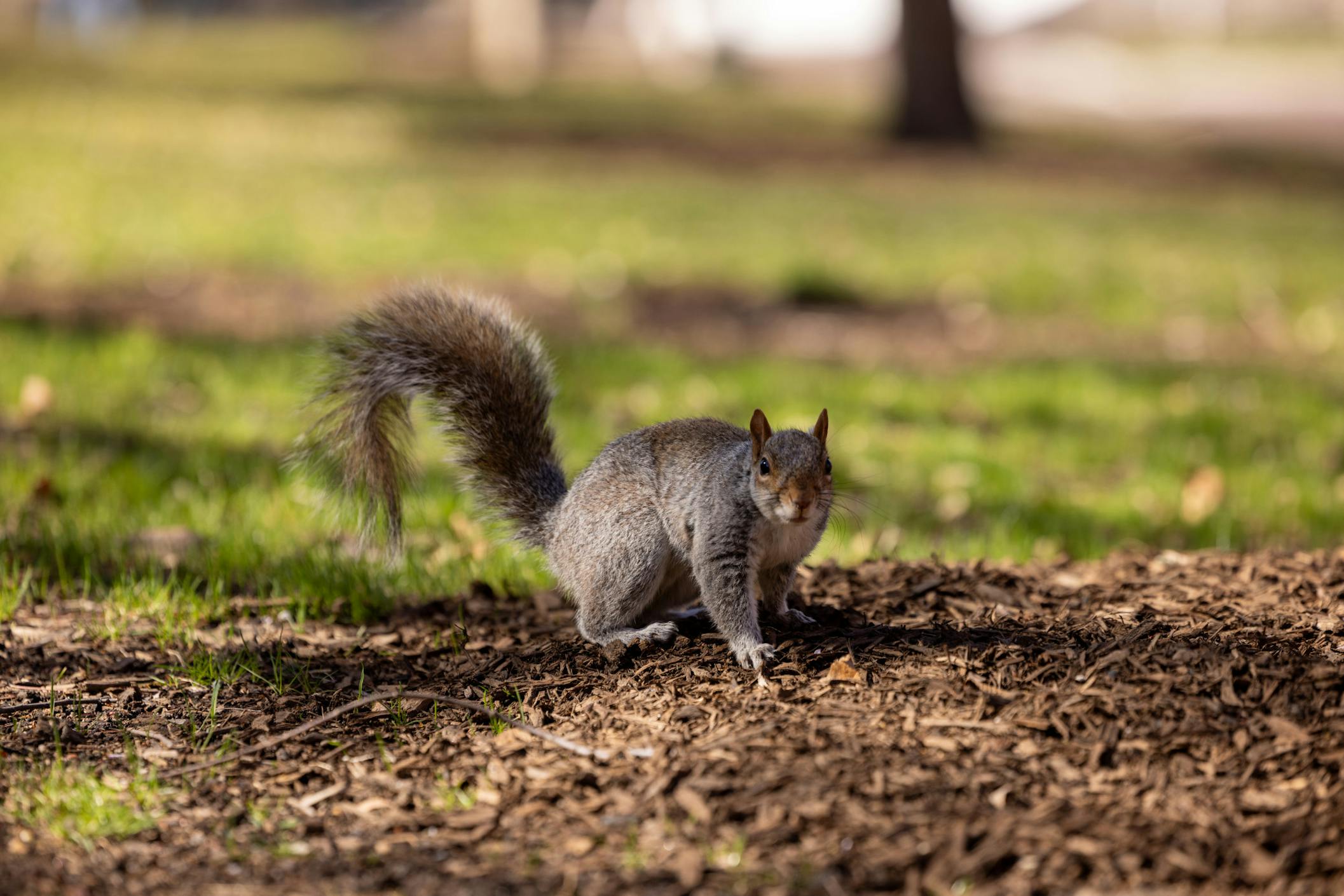 03-18-25 Gray Squirrel 3 (Jean Park)