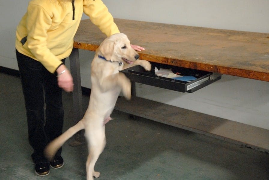 Photos of working dogs at Penn Vet Working Dog Center. 