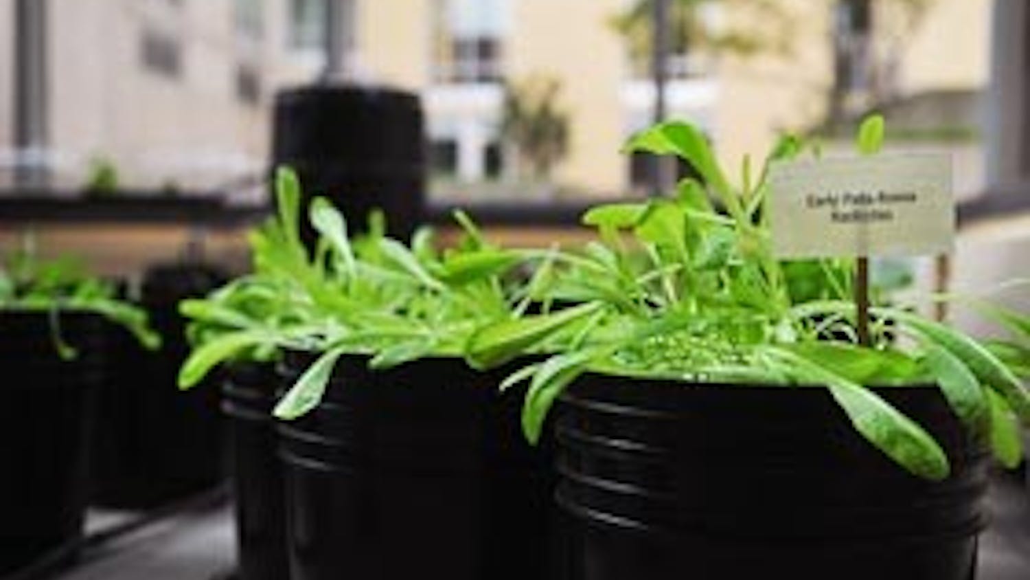 Garden in 1920 Commons grows produce without soil