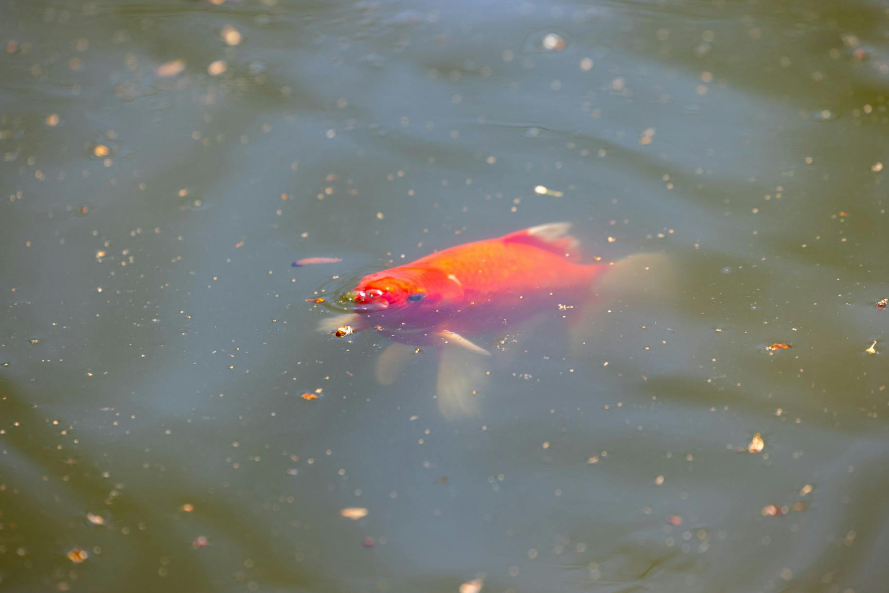 03-18-25 Koi Fish (Jean Park)