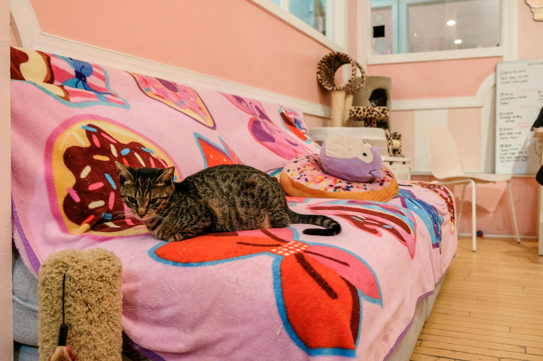 Kawaii Cat Cafe-1.jpg