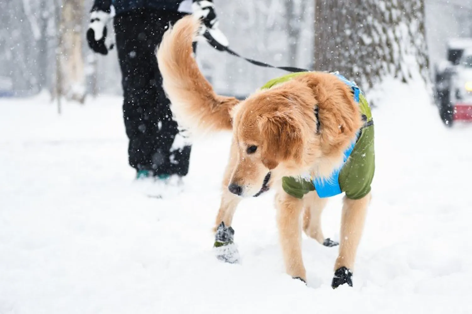 Snow Day Dog Walking.jpg