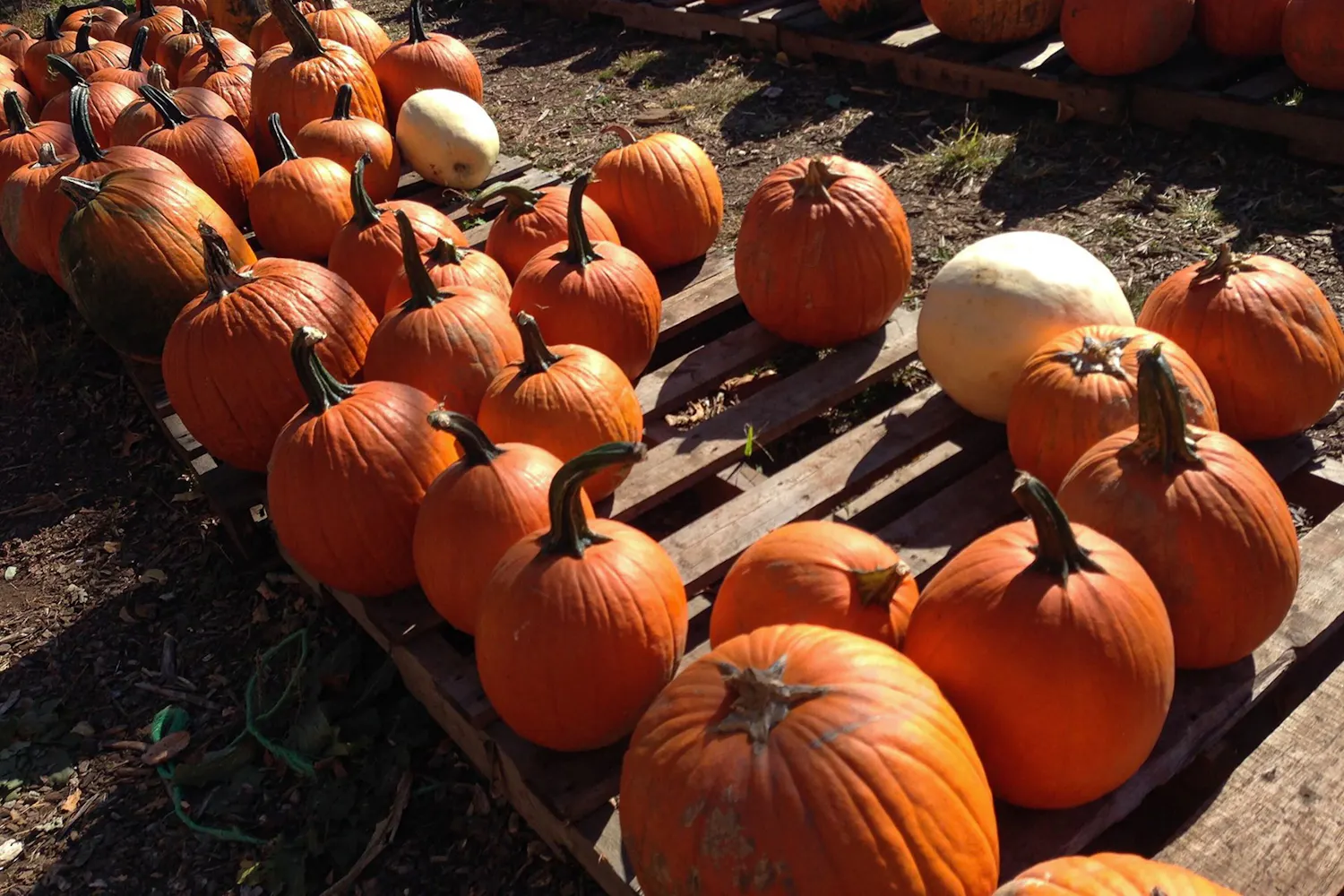 Pumpkin Patch Fall Festivities.jpg