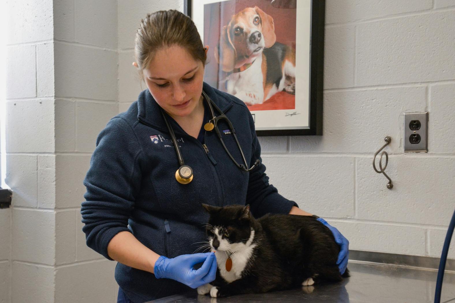 Penn Vet MLK Clinic Cat.jpg