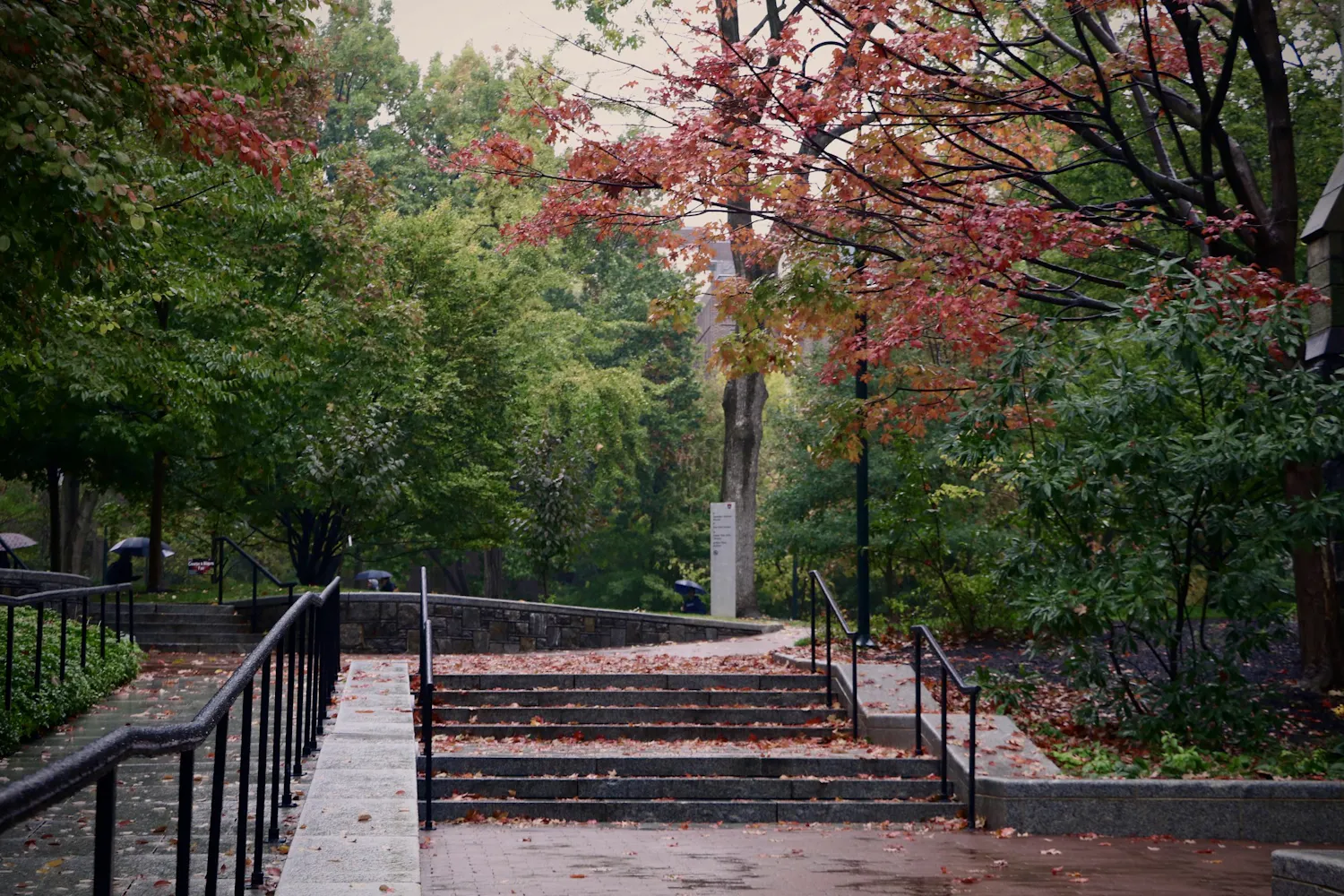 Fall Campus Rainy Leaves.jpg