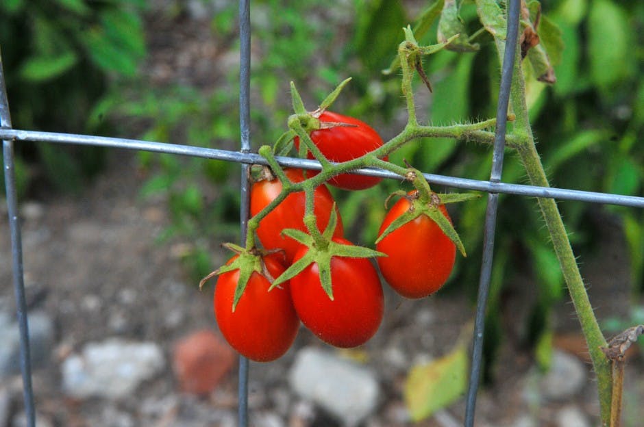 Locals grow on shared farm