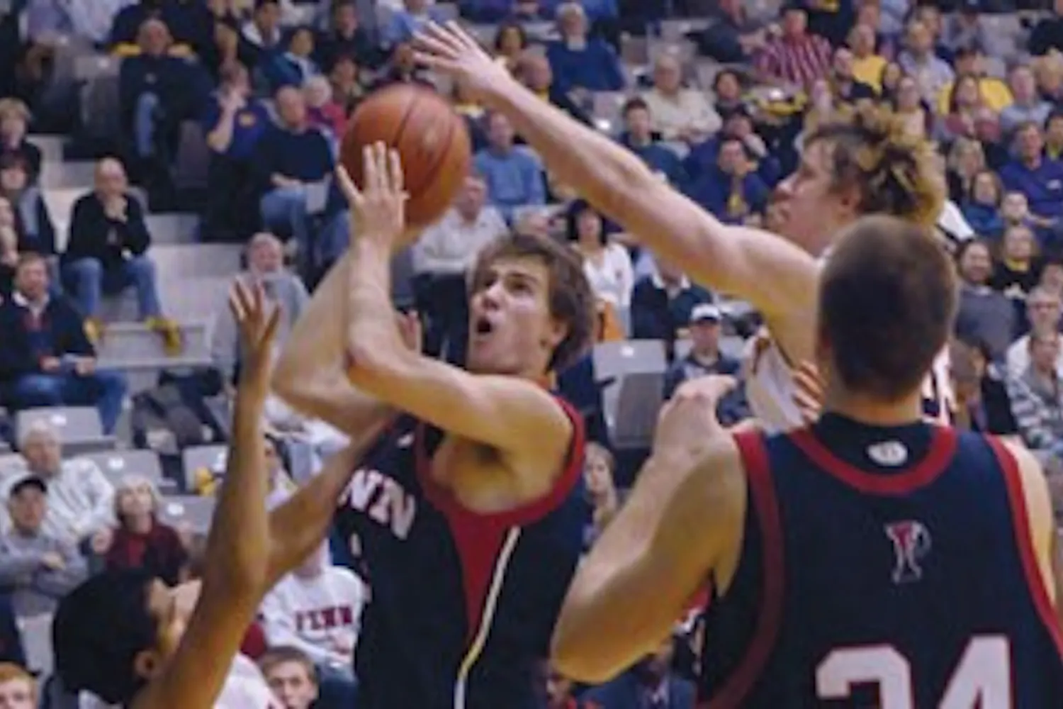 M. Hoops | Great Danes, greater pain