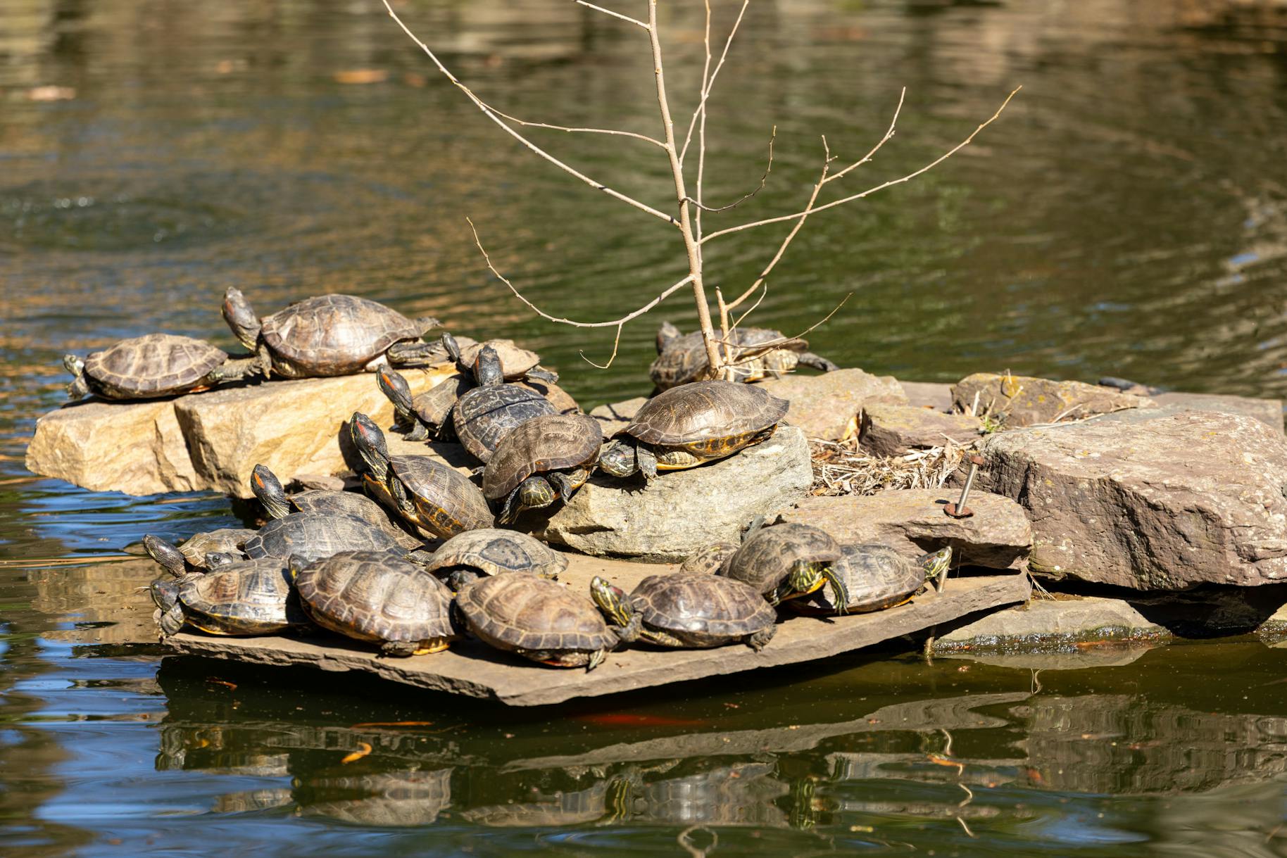 03-18-25 Red-Eared Slider 2 (Jean Park)