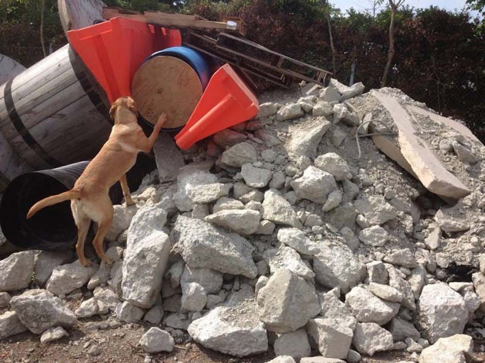 	Jake, a nine-month-old yellow lab, climbs on rubble.